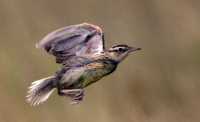 Grasslands National Park Birds, Saskatchewan, Canada CMX-001