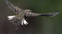 Grasslands National Park Birds, Saskatchewan, Canada CMX-002