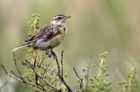 Grasslands National Park Birds, Saskatchewan, Canada CMX-003