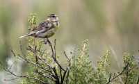 Grasslands National Park Birds, Saskatchewan, Canada CMX-004