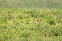 Grasslands National Park Birds, Saskatchewan, Canada CMX-005
