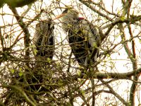 Great Blue Heron 11 