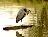 Great Blue Heron 10 
