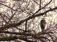 Great Blue Heron 01