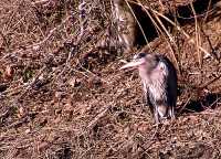 Great Blue Heron 13