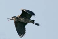 Highlight for Album: Great Blue Heron Photos, Canadian Wildlife Stock Photos
