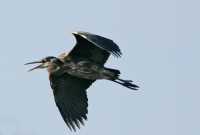 Great Blue Heron CM11-17