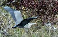 Great Blue Heron CM11-14