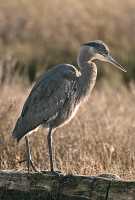 Great Blue Heron CM11-18