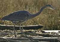 Great Blue Heron CM11-20