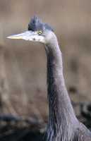 Great Blue Heron CM11-21