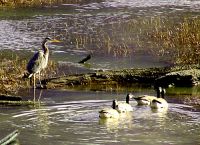 Great Blue Heron 05 
