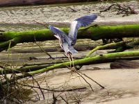 Great Blue Heron 07 
