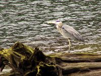 Great Blue Heron 08 