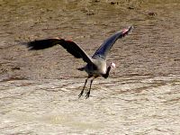 Great Blue Heron 02 
