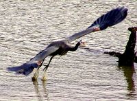 Great Blue Heron 03 
