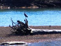 Great Blue Heron 09 
