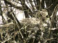 Great Horned Owl in Nest, British Columbia, Canada CM11-003