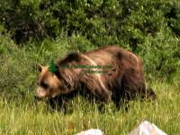 Highlight for Album: Grizzly Bear Photos, Canada, Canadian Wildlife Stock Photos