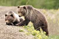 Grizzly Bear Cubs CM11-005