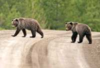 Grizzly Bear Cubs CM11-006