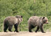 Grizzly Bear Cubs CM11-013