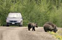 Grizzly Bear with Cubs CM11-001