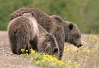 Grizzly Bear with Cubs CM11-002