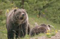 Grizzly Bear with Cubs CM11-009
