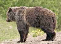 Grizzly Mother Bear CM11-004