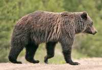 Grizzly Mother Bear CM11-012