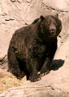Grizzly Bear, Calgary Zoo, Alberta CM11-01