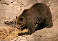 Grizzly Bear, Calgary Zoo, Alberta CM11-02