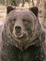 Grizzly Bear, Calgary Zoo, Alberta CM11-04