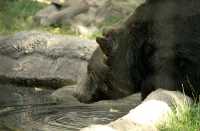 Grizzly Bear, Calgary Zoo, Alberta CM11-06