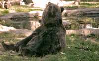 Grizzly Bear, Calgary Zoo, Alberta CM11-07