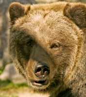 Grizzly Bear, Calgary Zoo, Alberta CM11-09