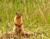 Colombian Ground Squirrel 11