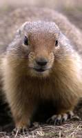 Highlight for Album: Ground Squirrels - Canadian Wildlife Stock Photos