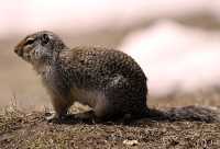 Ground Squirrel, Mount Norquay, Banff Park, Alberta, Canada CM11-004
