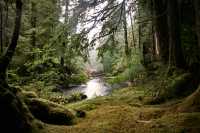 Rainforest, Gwaii Haanas National Park Reserve, British Columbia, Canada CM11-004