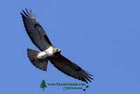 Highlight for Album: Hawk Photos, Canadian Wildlife Stock Photos