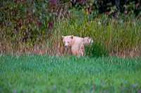 Spirit Bear, Northern British Columbia, Canada CM11-02

All images of this Spirit Bear were taken from a long distance as darkness approached, and with very little natural light left.