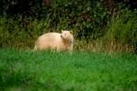 Spirit Bear, Northern British Columbia, Canada CM11-06

All images of this Spirit Bear were taken from a long distance as darkness approached, and with very little natural light left.