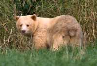 Spirit Bear, Northern British Columbia, Canada CM11-09

All images of this Spirit Bear were taken from a long distance as darkness approached, and with very little natural light left.