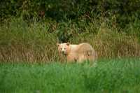 Spirit Bear, Northern British Columbia, Canada CM11-07

All images of this Spirit Bear were taken from a long distance as darkness approached, and with very little natural light left.