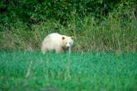 Spirit Bear, Northern British Columbia, Canada CM11-03

All images of this Spirit Bear were taken from a long distance as darkness approached, and with very little natural light left.