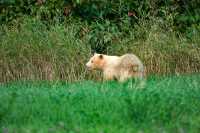 Spirit Bear, Northern British Columbia, Canada CM11-08

All images of this Spirit Bear were taken from a long distance as darkness approached, and with very little natural light left.