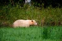 Spirit Bear, Northern British Columbia, Canada CM11-05

All images of this Spirit Bear were taken from a long distance as darkness approached, and with very little natural light left.