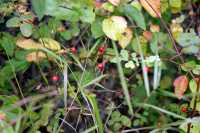 Spooky's Berries, Northern British Columbia, Canada CM11-13